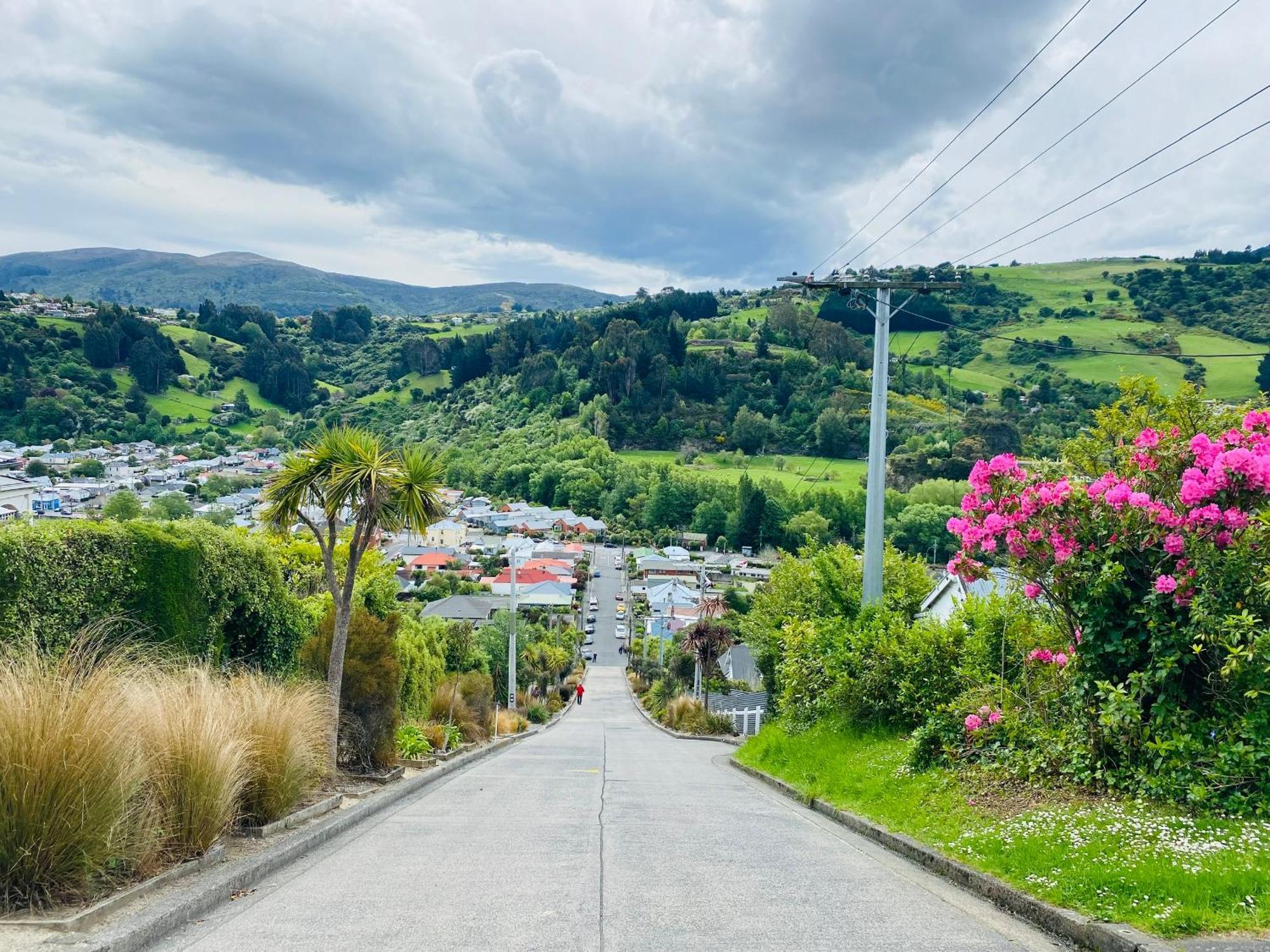 In Dunedin'S Heart, Full House, Full Sun, Full Chill, Why Stay At A Hotel When You Can Afford An Entire House Dış mekan fotoğraf